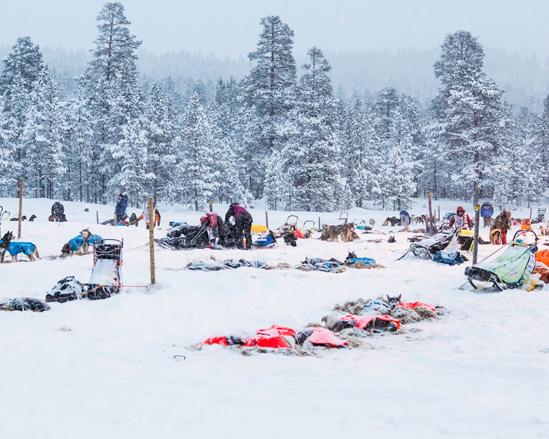 Foto Dace Znotina Foto Dace Znotina